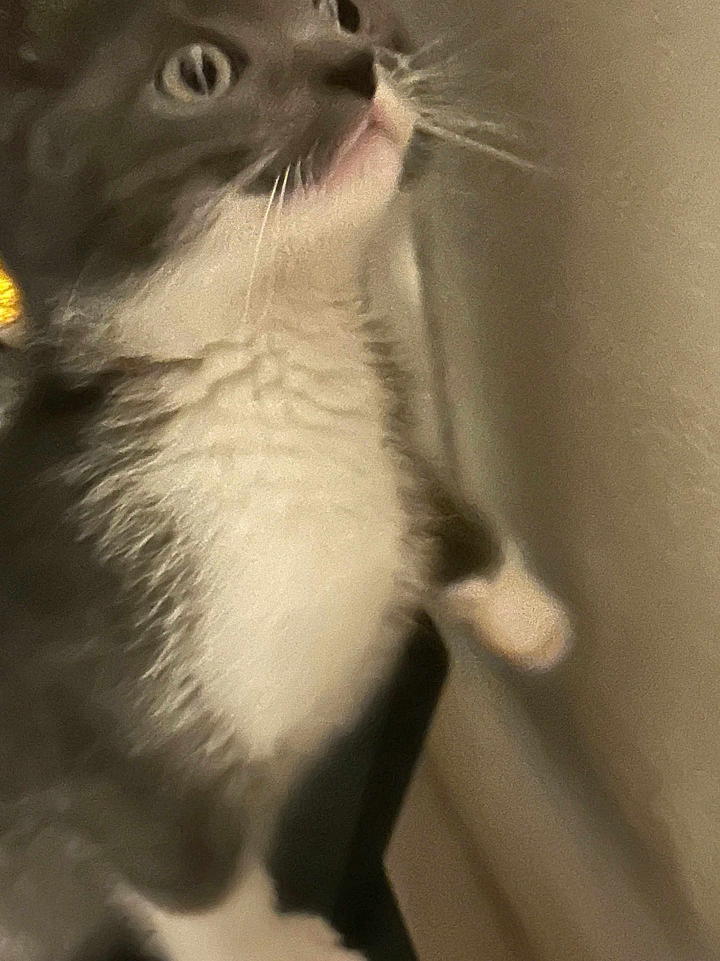 Mimmy