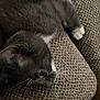 kitten, cat, gray_cat, white_paws, whiskers, couch, furniture, indoor, pet, animal, curious, close_up, resting, soft_fur, side_view, young_cat, cozy, texture, home, cute