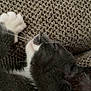 cat, gray_cat, white_paw, whiskers, sleeping, close_up, texture, fabric, resting, pet, animal, fur, cozy, indoor, relaxation, paw, mammal, cute, peaceful, domestic_cat