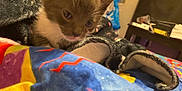 Mimmy is registered to the contest to win money with this photo: kitten, cat, blanket, bedspread, colorful, indoor, pet, feline, cozy, curious, young, animal, resting, fabric, pattern, room, poster, table, clutter, soft