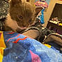 kitten, cat, blanket, bedspread, colorful, indoor, pet, feline, cozy, curious, young, animal, resting, fabric, pattern, room, poster, table, clutter, soft