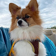 Bentley joined the competition — help win amazing prizes! dog, pomeranian, fluffy, pet, harness, outdoor, sky, cloudy, fur, animal, cute, portrait, canine, companion, travel, car_seat, blue_blanket, alert, ears, whiskers