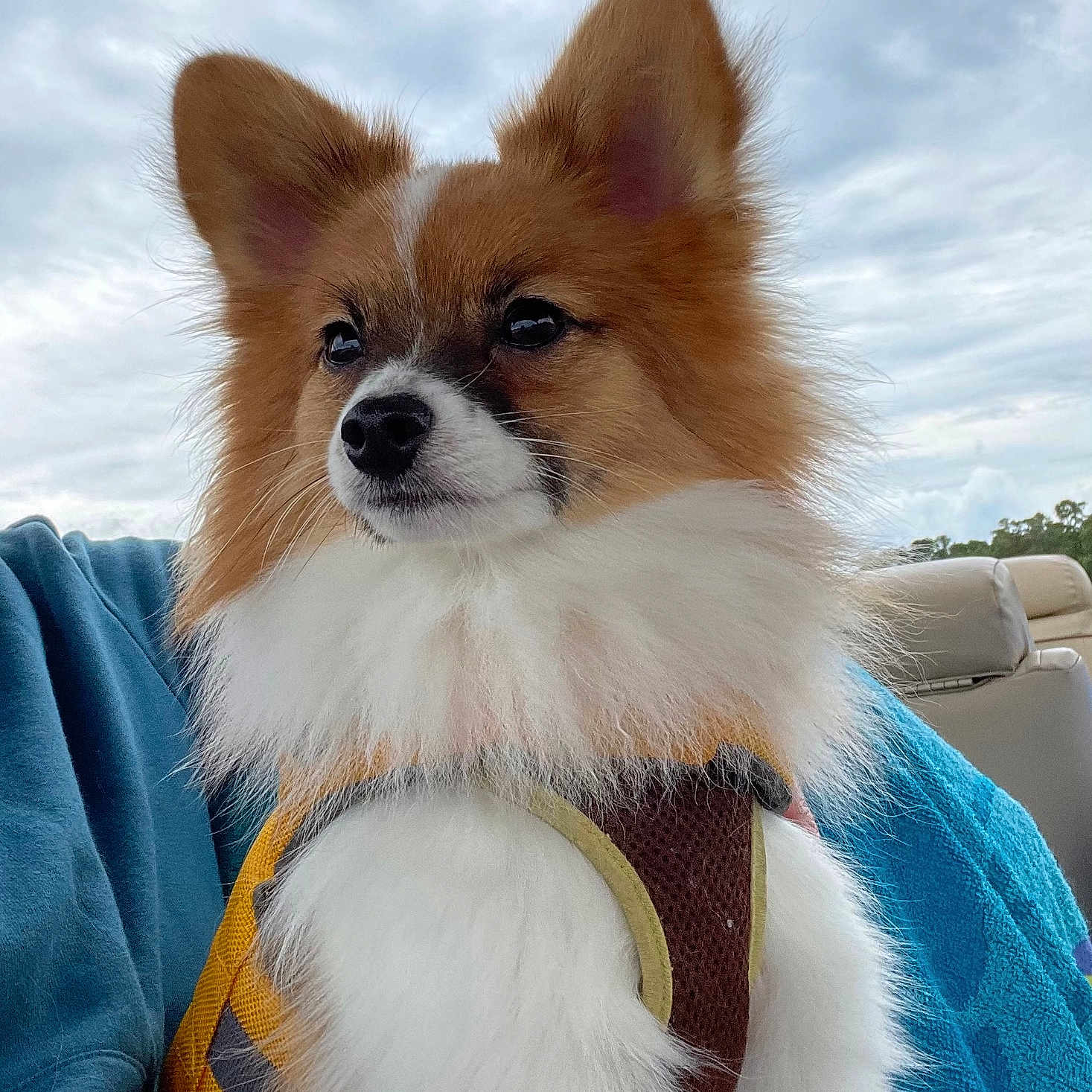 Bentley joined the competition — help win amazing prizes! alert, animal, blue_blanket, canine, car_seat, cloudy, companion, cute, dog, ears, fluffy, fur, harness, outdoor, pet, pomeranian, portrait, sky, travel, whiskers