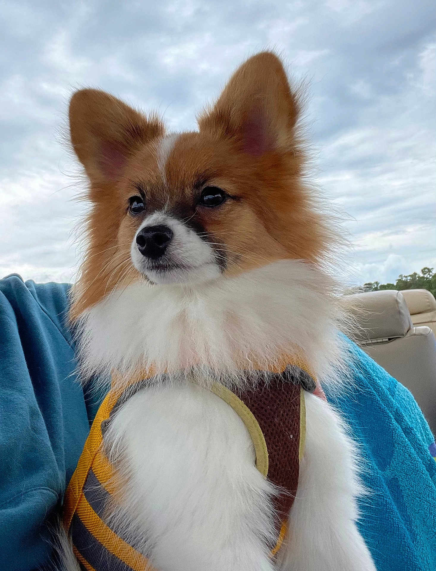 Bentley joined the competition — help win amazing prizes! dog, pomeranian, fluffy, pet, harness, outdoor, sky, cloudy, fur, animal, cute, portrait, canine, companion, travel, car_seat, blue_blanket, alert, ears, whiskers