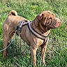 Romulus participe au concours pour gagner de l'argent avec cette photo : animal, canine, daytime, dog, ears, field, fur, grass, greenery, harness, leash, mammal, nature, outdoor, pet, shar_pei, snout, standing, sunlight, wrinkles
