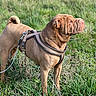 Romulus participe au concours pour gagner de l'argent avec cette photo : alert, animal, brown_fur, canine, daytime, dog, domestic_animal, field, grass, harness, leash, mammal, nature, outdoor, pet, shar_pei, side_view, standing, sunlight, wrinkled_face