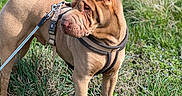 Romulus participe au concours pour gagner de l'argent avec cette photo : alert, animal, brown_dog, canine, curled_tail, daytime, dog, ears, field, grass, harness, leash, muzzle, nature, outdoor, pet, shar_pei, standing, sunlight, wrinkled_skin