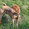 alert, animal, brown_dog, canine, curled_tail, daytime, dog, ears, field, grass, harness, leash, muzzle, nature, outdoor, pet, shar_pei, standing, sunlight, wrinkled_skin