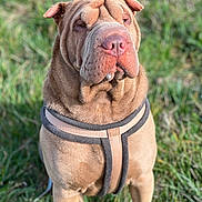 Romulus participe au concours pour gagner de l'argent avec cette photo : animal, canine, companion, daytime, dog, ears, fur, grass, harness, leisure, muzzle, nature, nose, outdoor, pet, portrait, shar_pei, sitting, sunlight, wrinkled_skin