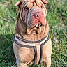 animal, canine, companion, daytime, dog, ears, fur, grass, harness, leisure, muzzle, nature, nose, outdoor, pet, portrait, shar_pei, sitting, sunlight, wrinkled_skin