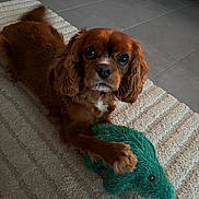 Milan a rejoint le concours — aidez-le/la à gagner de superbes lots ! dog, brown_dog, pet, toy, green_toy, plush_toy, rug, indoor, floor, tile_floor, curious, animal, paw, fur, cute, looking, laying_down, companion, domestic_animal, playful