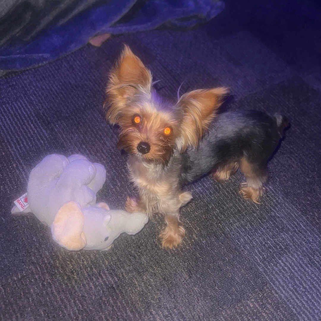 Sensei is registered to the contest to win money with this photo: affenpinscher, animal, ball, canine, chihuahua, cockerspaniel, dog, hound, leash, papillon, pet, poodle, puppy, sphere, sport, tennis, tennisball, terrier, toy, whitedog