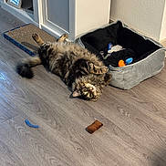 Poe is registered to the contest to win money with this photo: cat, tabby, pet_bed, toy, floor, wooden_floor, scratching_pad, indoor, furniture, cabinet, curious, fluffy, relaxed, home, cozy, animal, cute, playful, resting, domestic