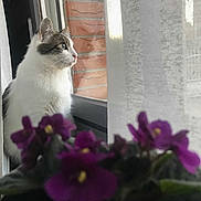 Milky participe au concours pour gagner de l'argent avec cette photo : cat, cat_like_mammal, flower, kitten, mammal, petal, photo_caption, plant, purple, small_to_medium_sized_cats, sunlight, vertebrate, whiskers