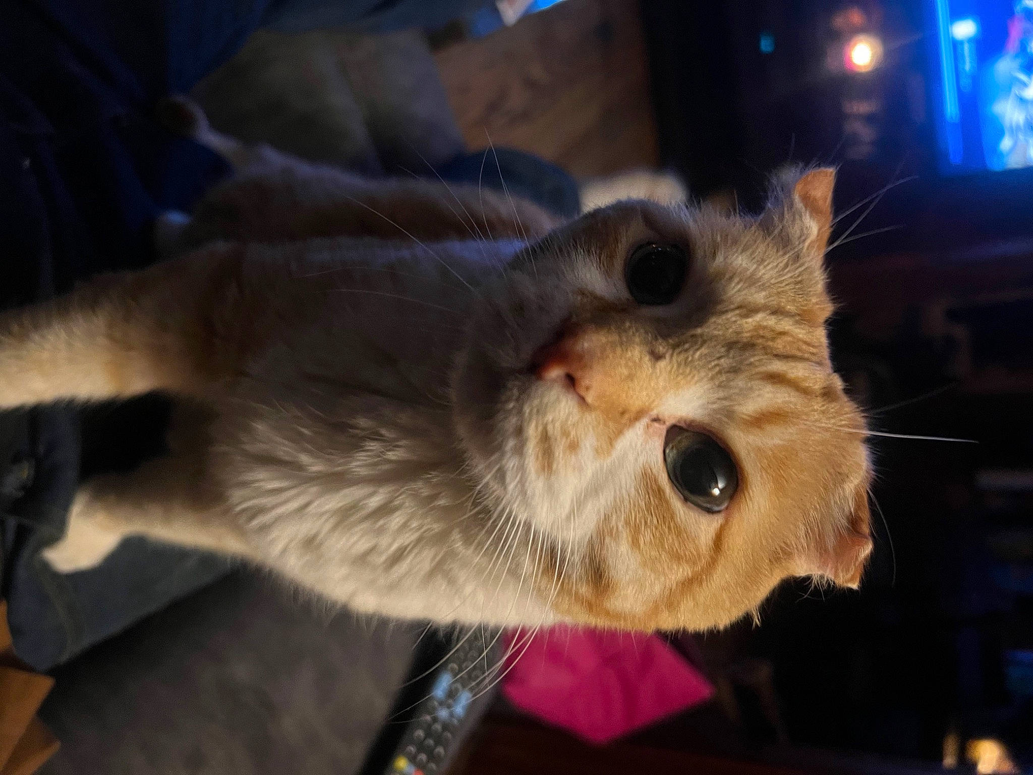 Boom is registered to the contest to win money with this photo: canidae, carnivore, cat, claw, domestic_short_haired_cat, fawn, felidae, fur, paw, small_to_medium_sized_cats, snout, tail, terrestrial_animal, tonkinese, whiskers, wildlife