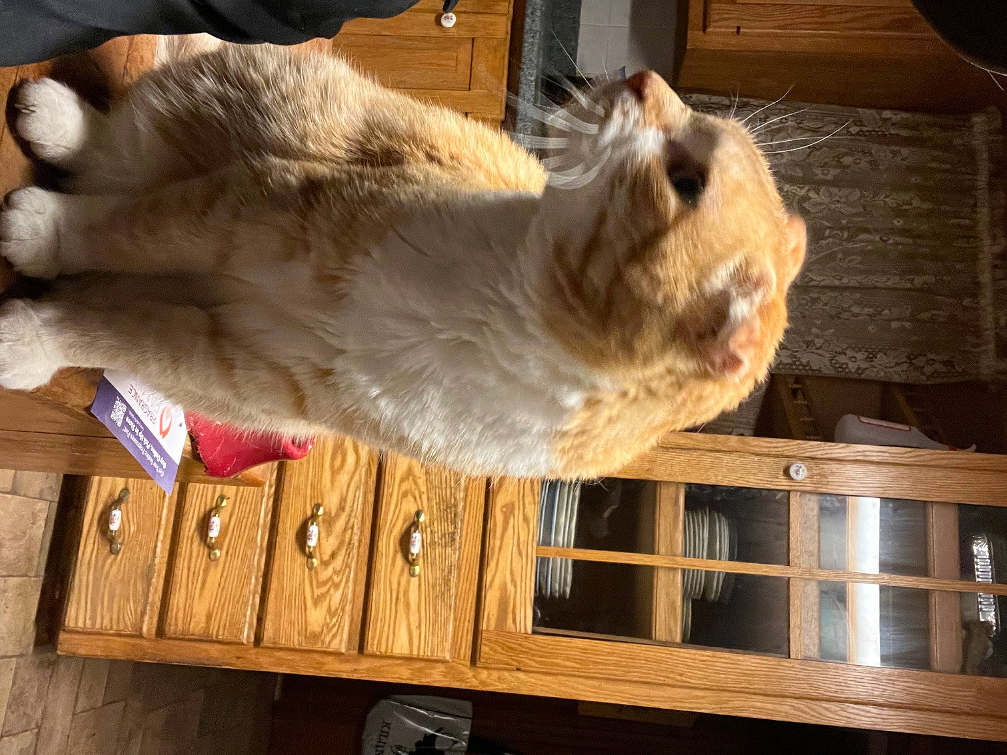 Boom is registered to the contest to win money with this photo: canidae, carnivore, cat, claw, companion_dog, dog_breed, domestic_short_haired_cat, fawn, felidae, fur, hardwood, paw, small_to_medium_sized_cats, snout, sporting_group, tail, whiskers, wood