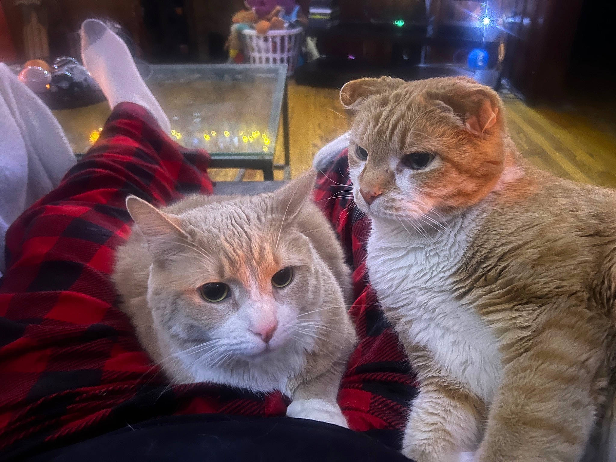 Boom joined the competition — help win amazing prizes! carnivore, cat, cat_supply, claw, comfort, domestic_short_haired_cat, fawn, felidae, fur, paw, small_to_medium_sized_cats, snout, tail, whiskers, window