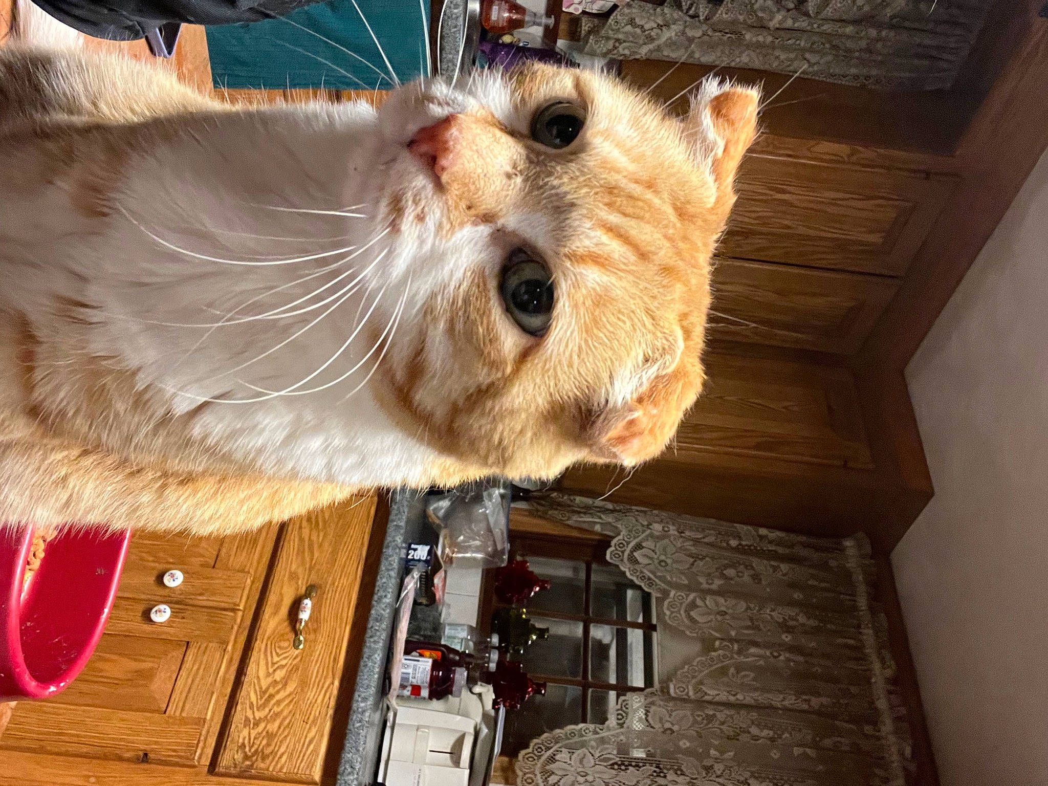 Boom is registered to the contest to win money with this photo: animal_shelter, canidae, carnivore, cat, claw, collar, companion_dog, dog_breed, domestic_short_haired_cat, fawn, felidae, fur, hardwood, small_to_medium_sized_cats, snout, sporting_group, sunglasses, tail, whiskers, wood