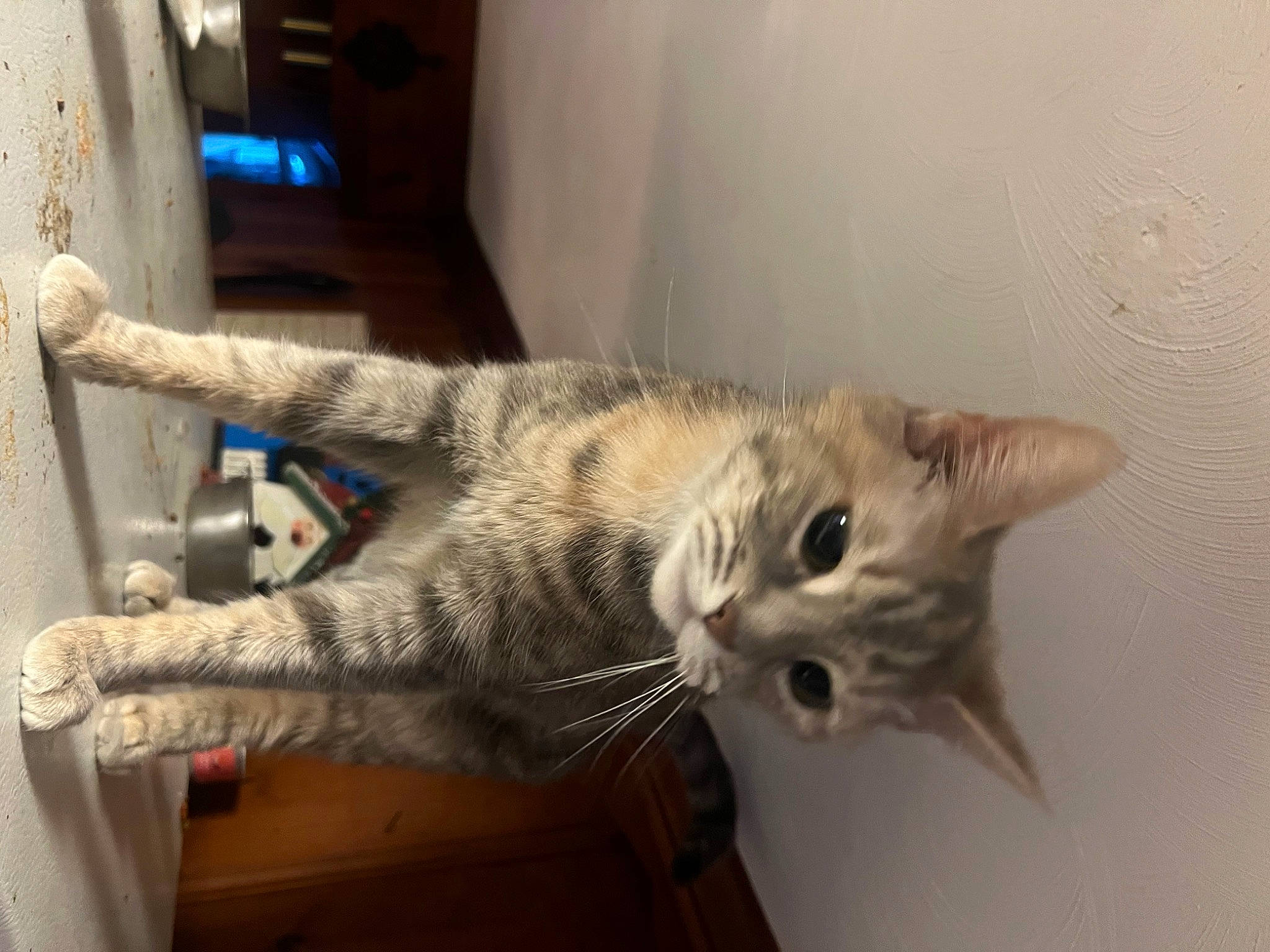 Brittany joined the competition — help win amazing prizes! carnivore, cat, claw, domestic_short_haired_cat, door, felidae, fur, paw, small_to_medium_sized_cats, snout, tail, whiskers