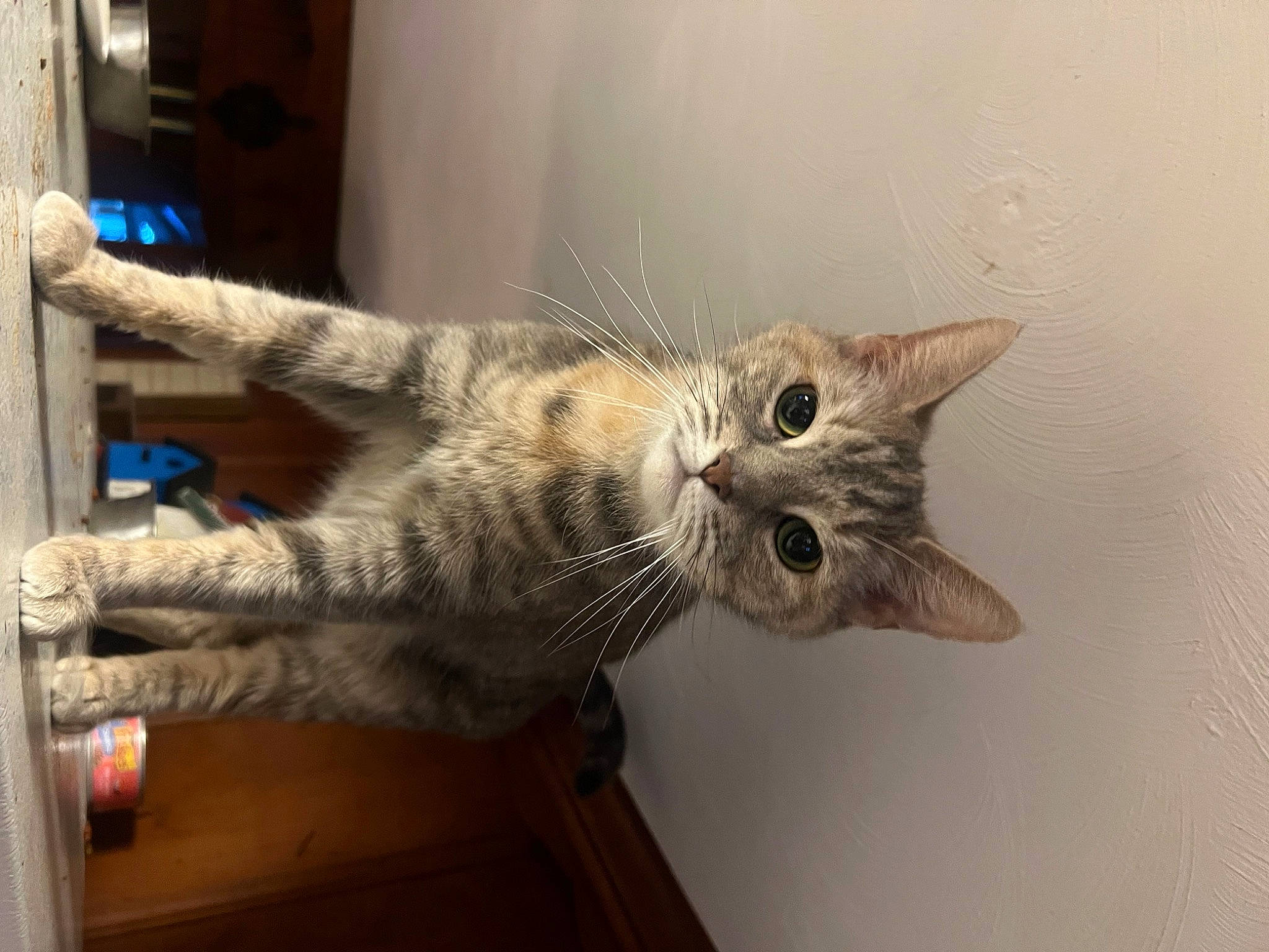 Brittany is registered to the contest to win money with this photo: carnivore, cat, claw, domestic_short_haired_cat, door, felidae, fur, mammal, paw, small_to_medium_sized_cats, tail, whiskers