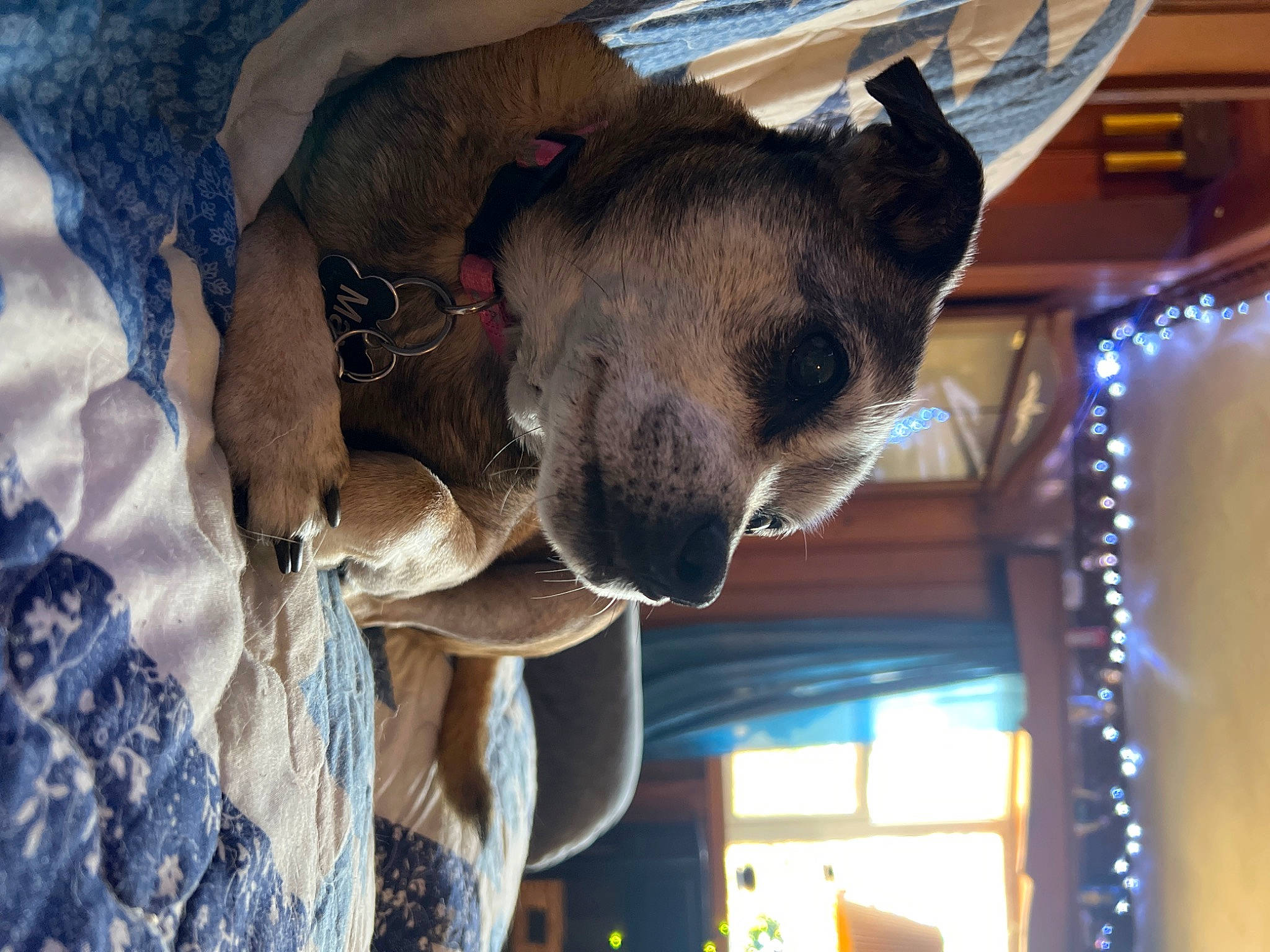 Max joined the competition — help win amazing prizes! canidae, carnivore, dog, dog_breed, ear, fawn, felidae, fur, liver, non_sporting_group, plant, snout, sporting_group, tree, whiskers, window, wood, working_animal