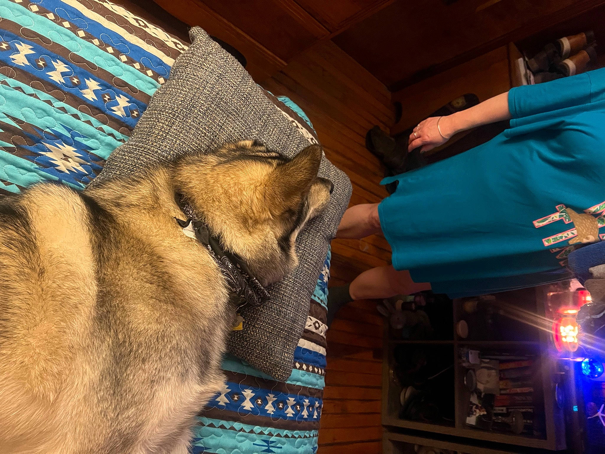 Zues is registered to the contest to win money with this photo: art, blue, book, canidae, carnivore, companion_dog, dog, dog_breed, electric_blue, fawn, fur, guard_dog, nap, room, snout, sporting_group, textile, tree, whiskers, working_animal