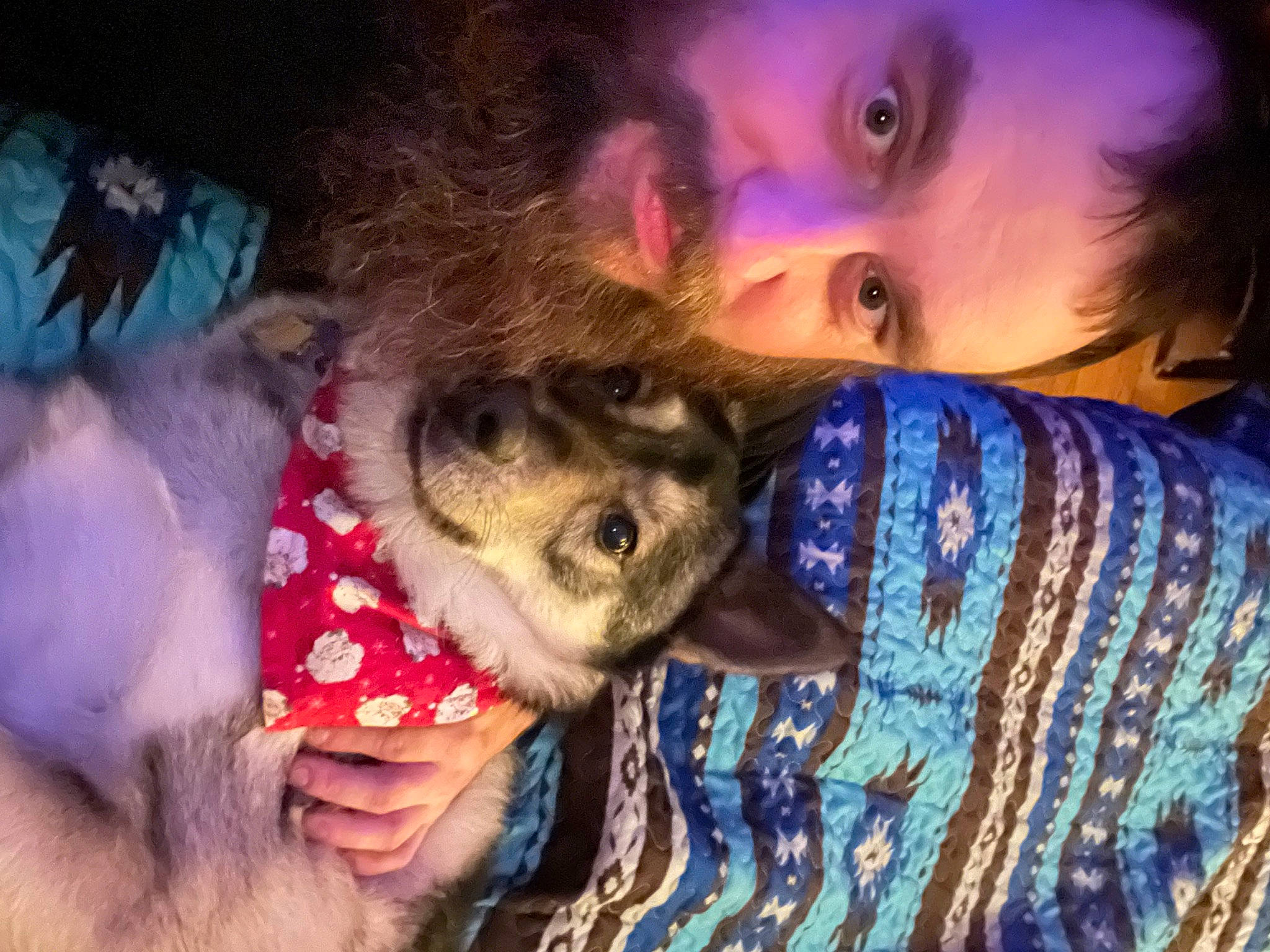Zues joined the competition — help win amazing prizes! beard, canidae, child, companion_dog, dog, dog_breed, eyelash, facial_hair, fawn, fun, fur, happy, lip, mouth, nail, nose, pattern, selfie, skin, toddler