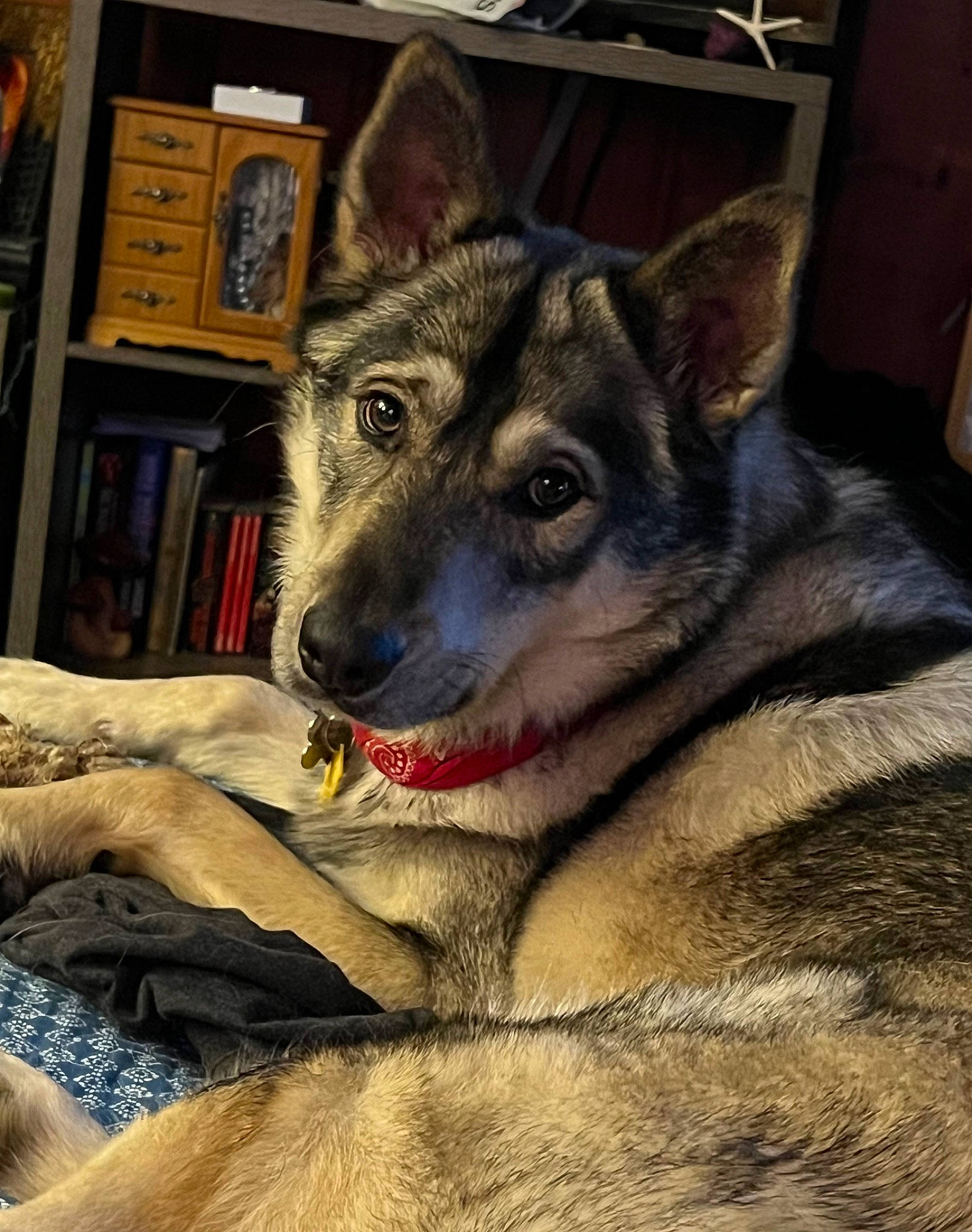 Zues joined the competition — help win amazing prizes! bookcase, canidae, canis, carnivore, dog, dog_breed, eye, fawn, fur, picture_frame, shelf, sled_dog, snout, sporting_group, terrestrial_animal, whiskers, wolf, wood, working_animal, working_dog