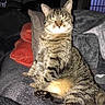 cat, tabby, pet, indoor, cozy, blanket, pillow, feline, striped, resting, cute, animal, mammal, whiskers, ears, fur, relaxed, home, soft, sitting