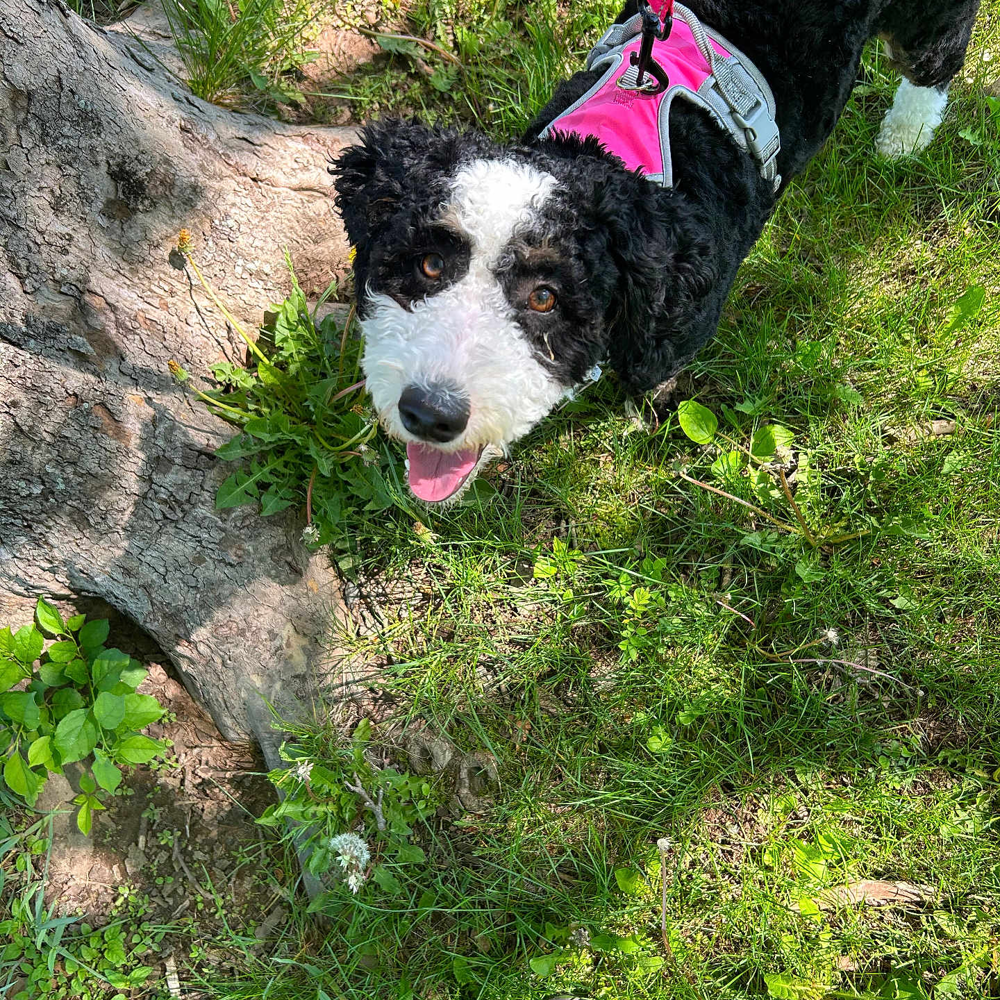 Renata is registered to the contest to win money with this photo: animal, black_and_white, canine, curly_fur, dog, footwear, grass, greenery, harness, leaf, nature, outdoor, pet, pink, plant, playful, shoe, sneaker, sunlight, tree_trunk