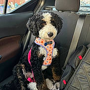 Renata joined the competition — help win amazing prizes! animal, backpack, backseat, black, blanket, brown, calm, car_interior, curly_fur, cute, dog, harness, indoors, leash, pet, seatbelt, sitting, vehicle, white, window