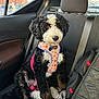 animal, backpack, backseat, black, blanket, brown, calm, car_interior, curly_fur, cute, dog, harness, indoors, leash, pet, seatbelt, sitting, vehicle, white, window