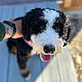 Renata joined the competition — help win amazing prizes! animal, black_and_white, blurred_background, canine, close_up, collar, companion, curly_fur, cute, dog, friendly, happy, outdoor, paw, pet, portrait, sunlight, tattoo, tongue_out, wooden_floor
