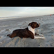 Princess joined the competition — help win amazing prizes! animal, beach, brown_dog, calm, coast, dog, horizon, lying_down, nature, ocean, outdoor, peaceful, pet, quiet, relaxation, sand, sea, sky, water, white_paws