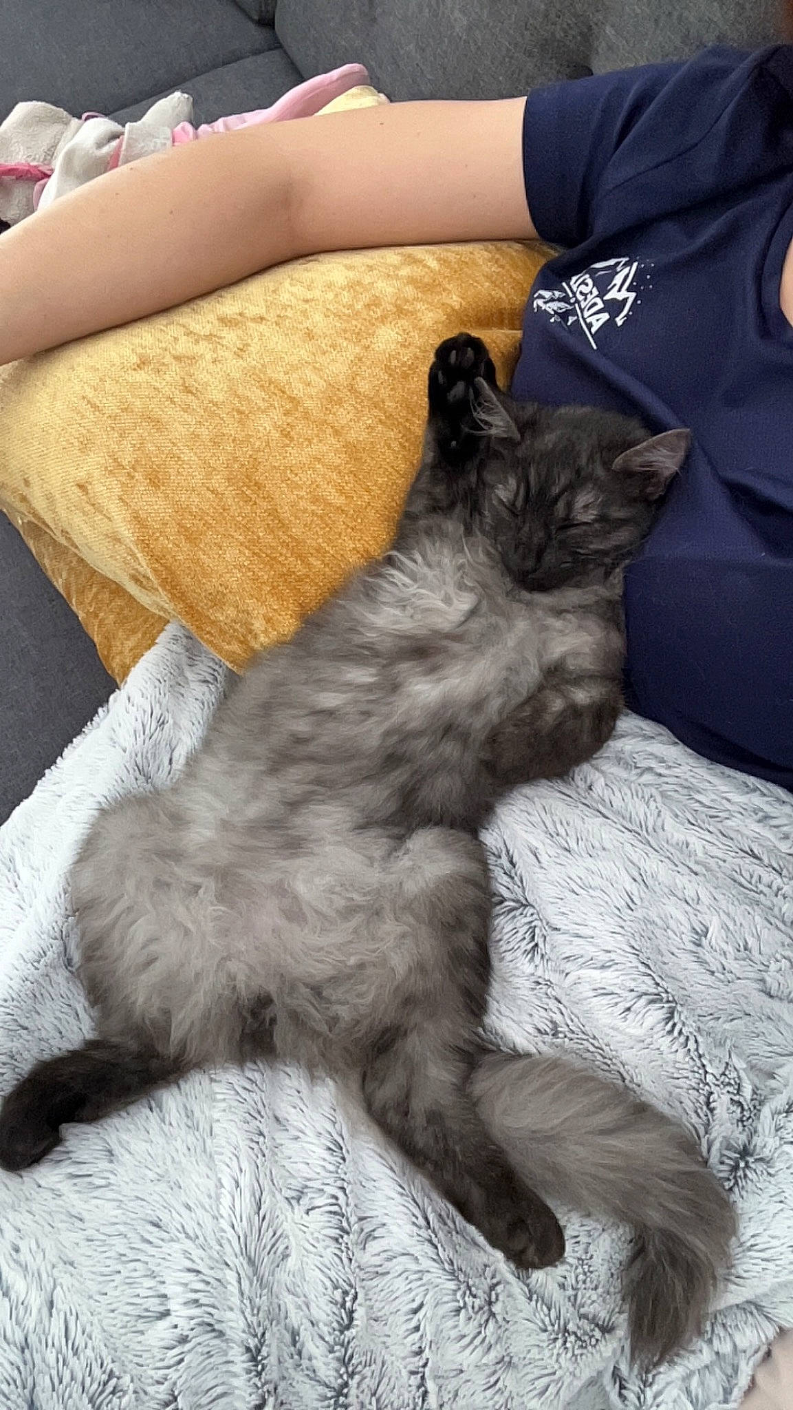 Una a rejoint le concours — aidez-le/la à gagner de superbes lots ! black_cat, canidae, carnivore, cat, claw, comfort, companion_dog, dog_breed, domestic_short_haired_cat, fawn, felidae, fur, grey, human_leg, nap, paw, small_to_medium_sized_cats, tail, terrestrial_animal, whiskers