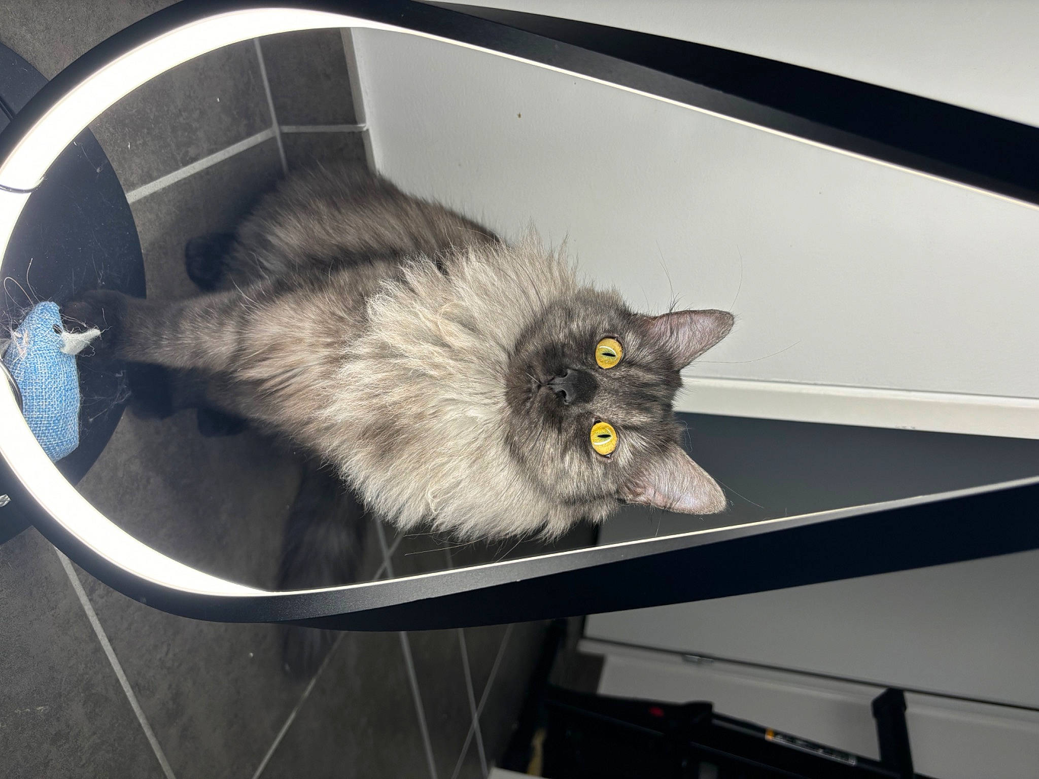 Una a rejoint le concours — aidez-le/la à gagner de superbes lots ! animal_shelter, black_cat, box, cage, carnivore, cat, cat_supply, claw, domestic_short_haired_cat, felidae, fur, grey, metal, paw, pet_supply, room, small_to_medium_sized_cats, snout, tail, whiskers