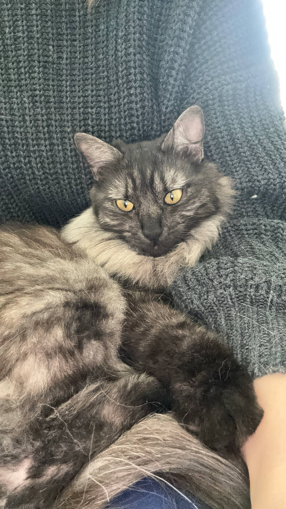 Una participe au concours pour gagner de l'argent avec cette photo : art, carnivore, cat, claw, comfort, domestic_short_haired_cat, felidae, fur, grey, illustration, iris, paw, small_to_medium_sized_cats, snout, tail, terrestrial_animal, whiskers