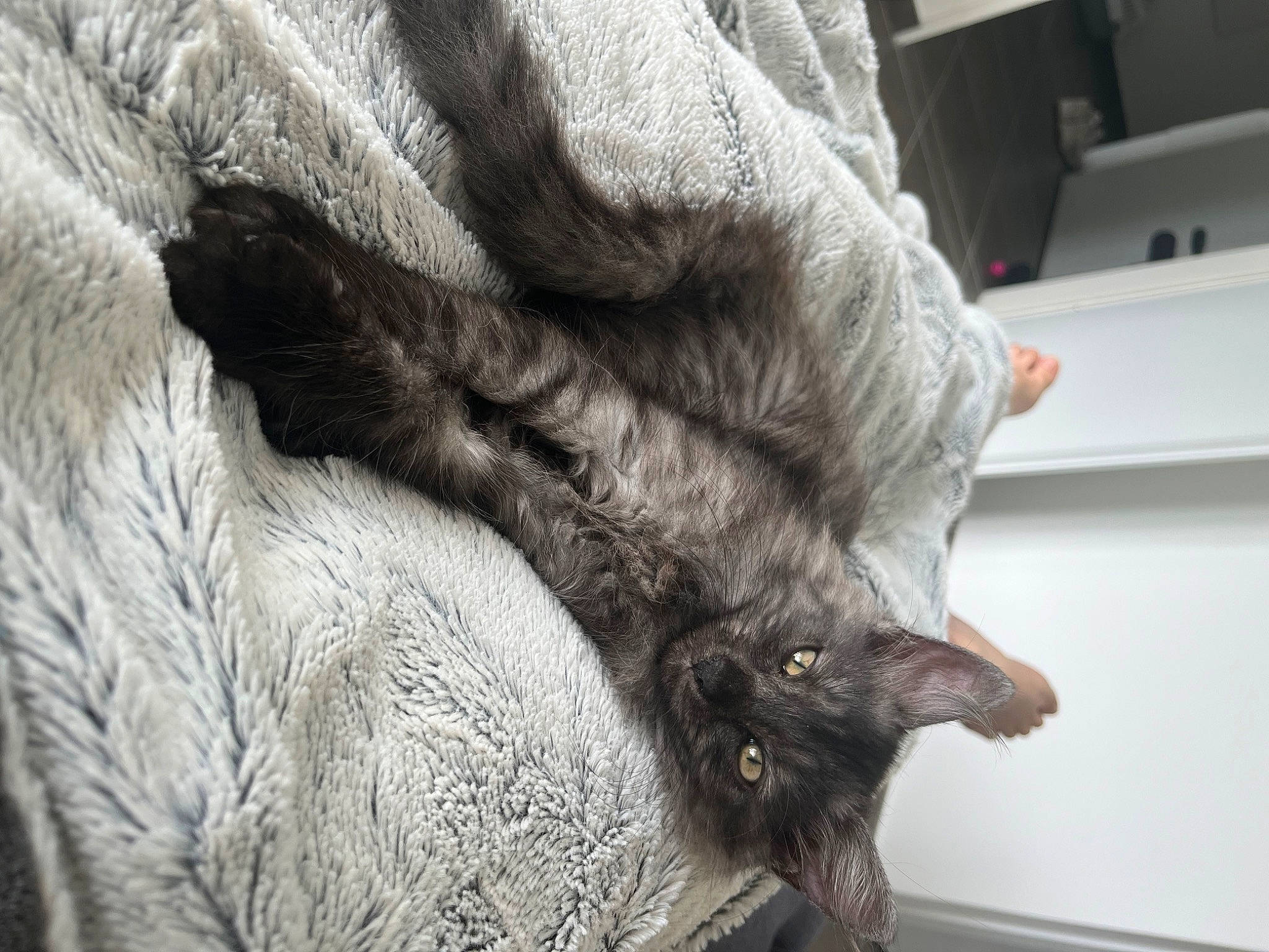 Una a rejoint le concours — aidez-le/la à gagner de superbes lots ! carnivore, cat, claw, domestic_short_haired_cat, felidae, fur, gesture, grey, human_leg, mammal, natural_material, paw, small_to_medium_sized_cats, snout, tail, vertebrate, whiskers