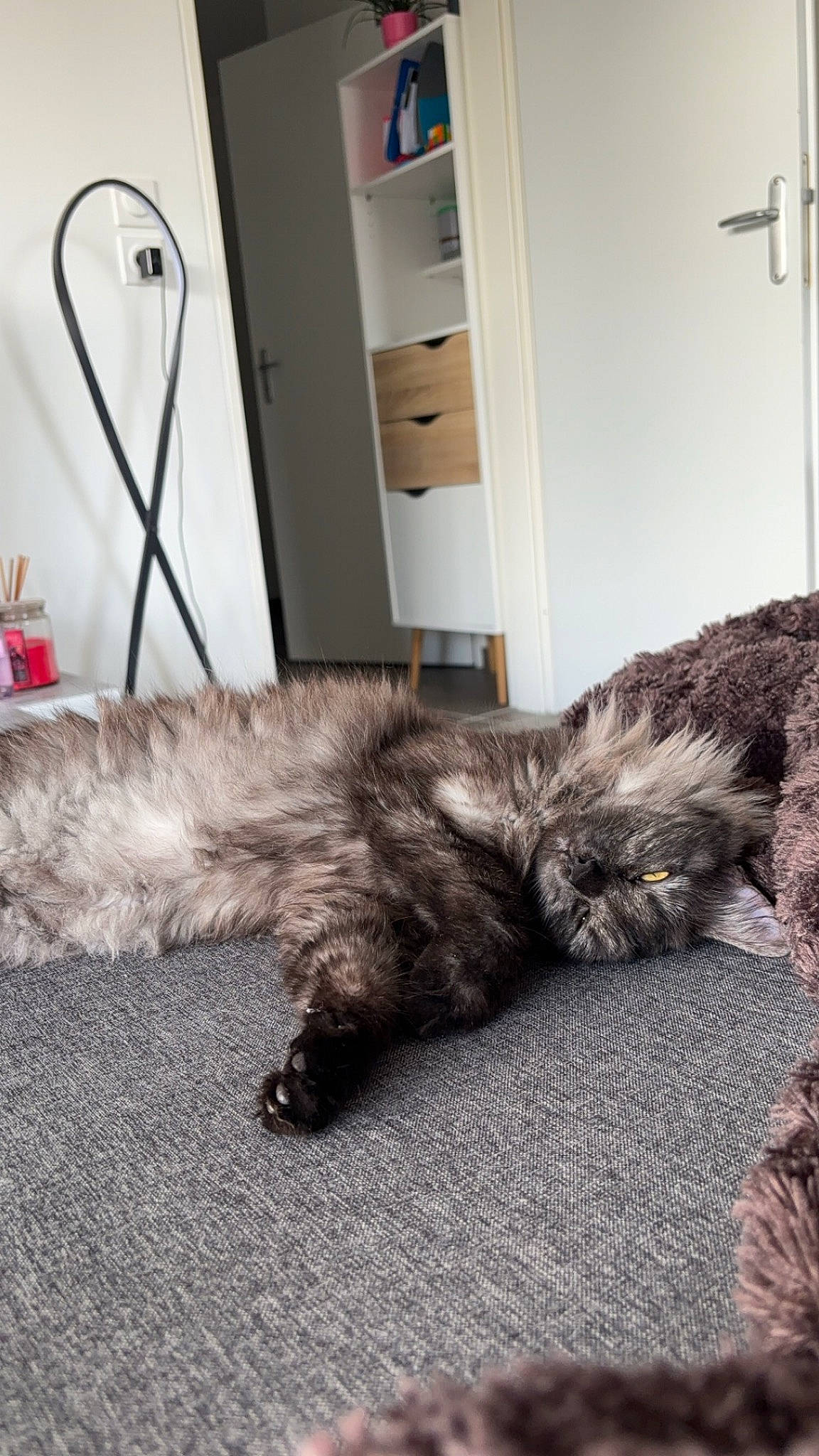 Una a rejoint le concours — aidez-le/la à gagner de superbes lots ! carnivore, cat, claw, comfort, domestic_short_haired_cat, door, felidae, floor, flooring, fur, grey, hardwood, nap, paw, room, sleep, small_to_medium_sized_cats, tail, whiskers, wood