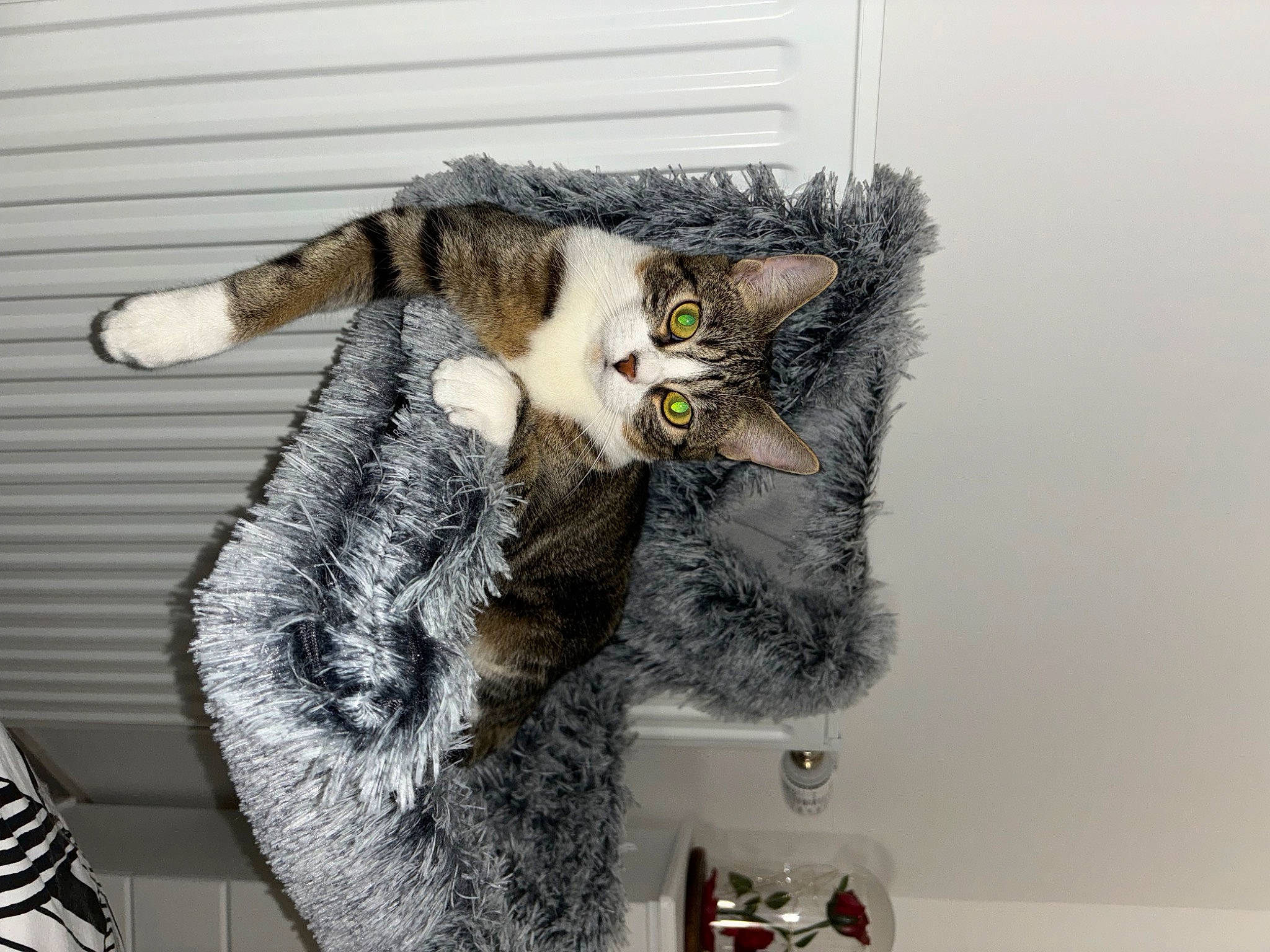 Ulya participe au concours pour gagner de l'argent avec cette photo : art, carnivore, cat, claw, comfort, domestic_short_haired_cat, felidae, fur, fur_clothing, grey, paw, plush, room, shelf, small_to_medium_sized_cats, snout, stuffed_toy, tail, toy, whiskers