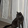 Grisouille a rejoint le concours — aidez-le/la à gagner de superbes lots ! cat, gray_cat, indoor, curtains, wooden_floor, pet, animal, feline, sitting, alert, domestic_cat, looking_away, side_view, quiet, home, shadow, fur, whiskers, tail, window