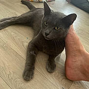Grisouille participe au concours pour gagner de l'argent avec cette photo : cat, gray_cat, floor, wooden_floor, foot, bare_foot, pet, indoor, relaxing, animal, fur, yellow_eyes, domestic_cat, resting, closeup, mammal, home, feline, paw, laying_down