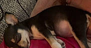 Bella participe au concours pour gagner de l'argent avec cette photo : puppy, dog, sleeping, person, human, pet, indoor, cozy, couch, pink_shirt, brick_wall, close_up, animal, resting, relaxed, floppy_ears, black_and_tan, white_markings, portrait, cuddling