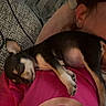 animal, black_and_tan, brick_wall, close_up, couch, cozy, cuddling, dog, floppy_ears, human, indoor, person, pet, pink_shirt, portrait, puppy, relaxed, resting, sleeping, white_markings