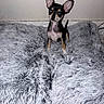 Bella participe au concours pour gagner de l'argent avec cette photo : puppy, dog, small_dog, standing, black_and_tan, large_ears, pointed_ears, short_hair, blue_reflection, animal, pet, indoors, blanket, fluffy_blanket, gray, bed, portrait, cute, alert, home_decor