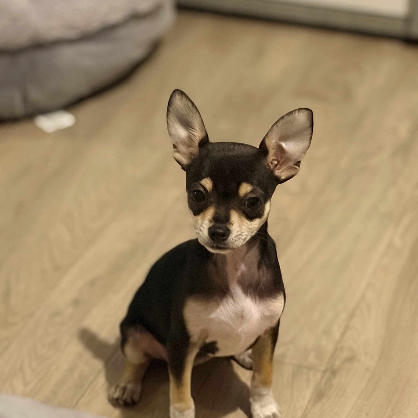 Bella