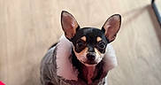 Bella participe au concours pour gagner de l'argent avec cette photo : dog, puppy, small_dog, chihuahua, portrait, standing, looking_up, large_ears, brown_fur, black_fur, tan_markings, pet_clothing, sweater, indoor, wooden_floor, photography, closeup, cute, alert, companion_animal
