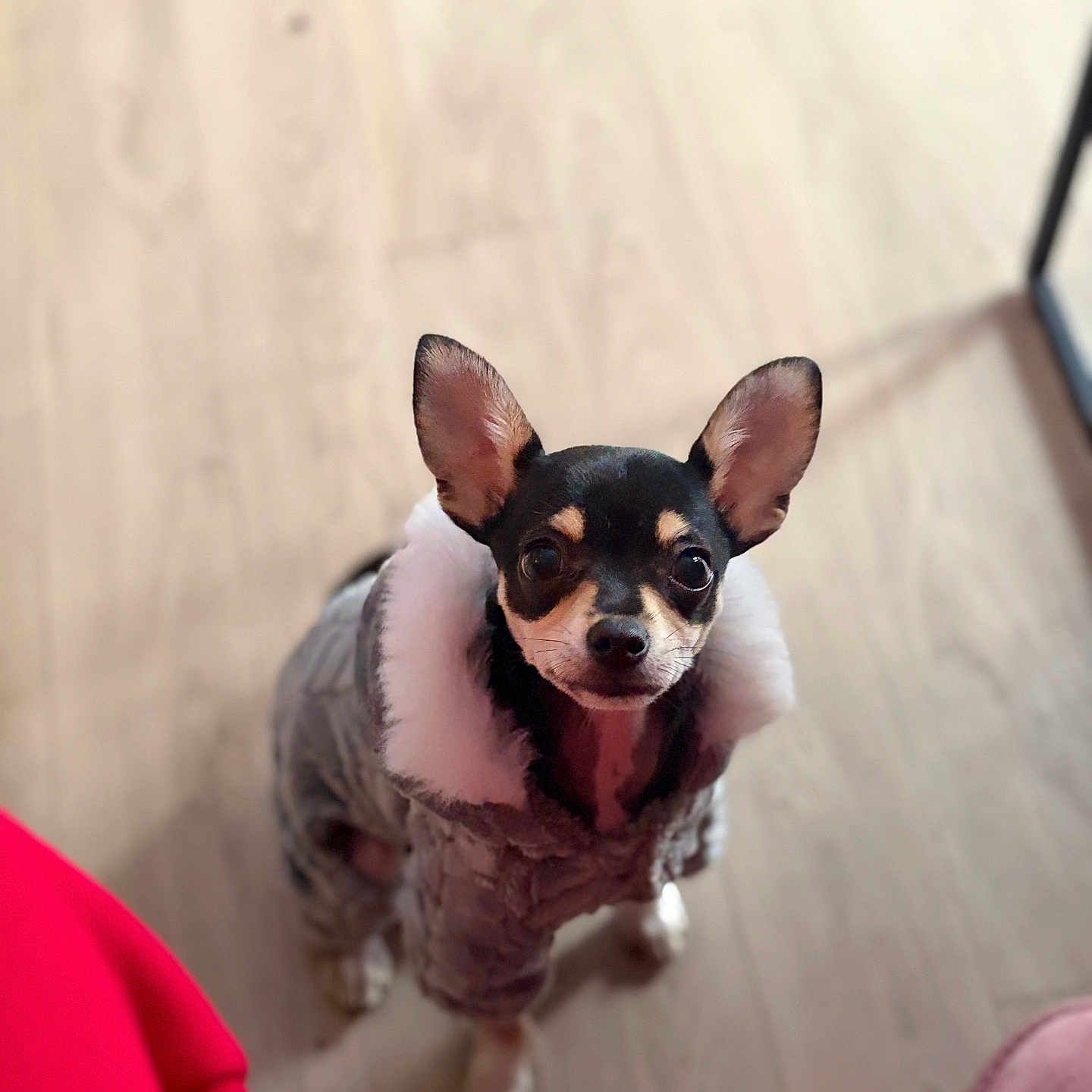 Bella