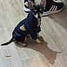 Bella a rejoint le concours — aidez-le/la à gagner de superbes lots ! puppy, dog, chihuahua, small_dog, pet, animal, sitting, portrait, black_and_tan, large_ears, clothing, jacket, indoors, wood_floor, sneakers, human_legs, fashion, cute, shadow, home