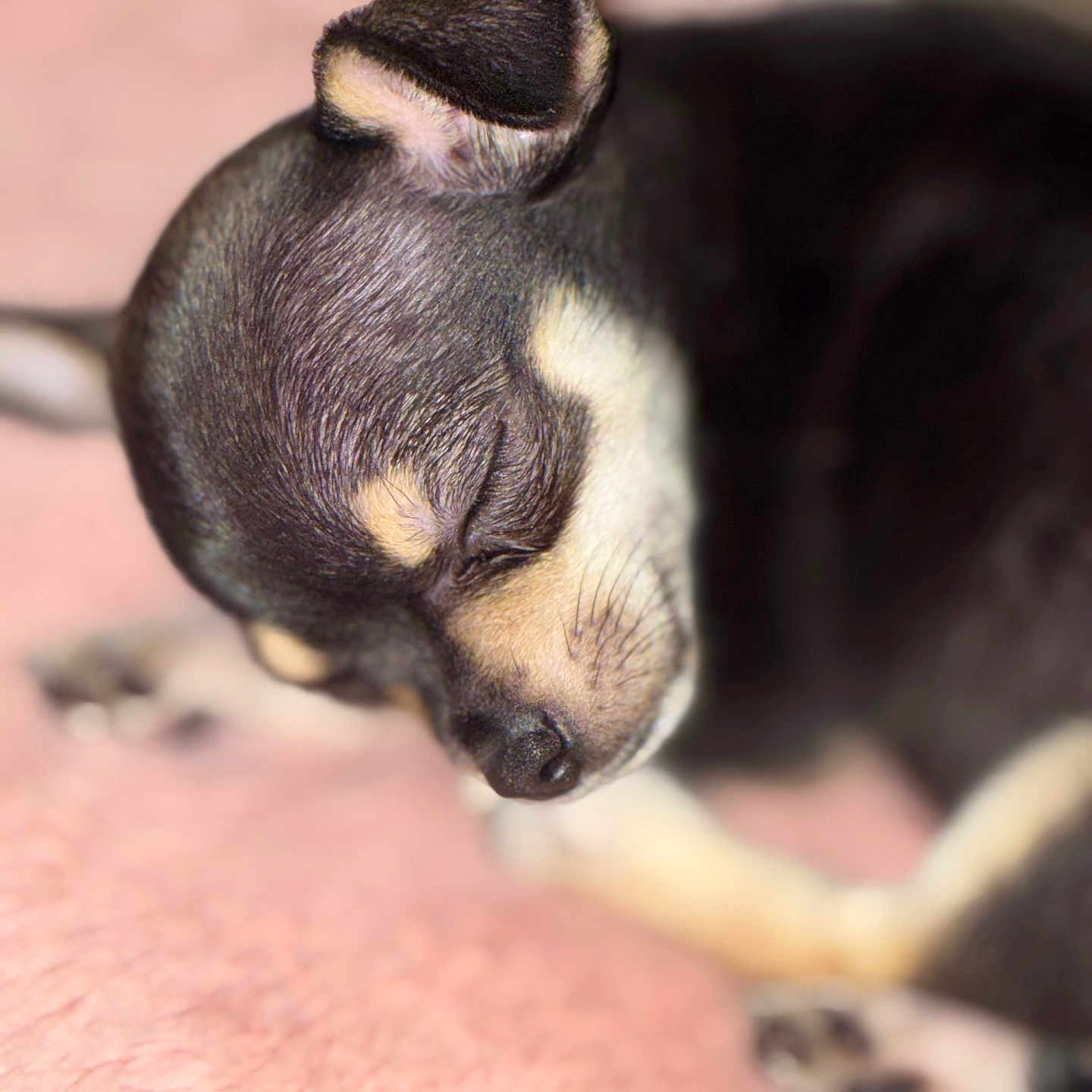 Bella